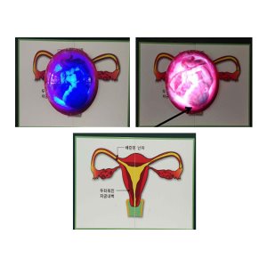 [S3903]  LED조명 자궁 속 태아의 심음소리 / 태아의 심장소리 자궁의중요성 임신교육 성교육교구