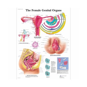 [독일3B] 여성 생식기차트 VR1532L(코팅) The Female Genital Organs Chart